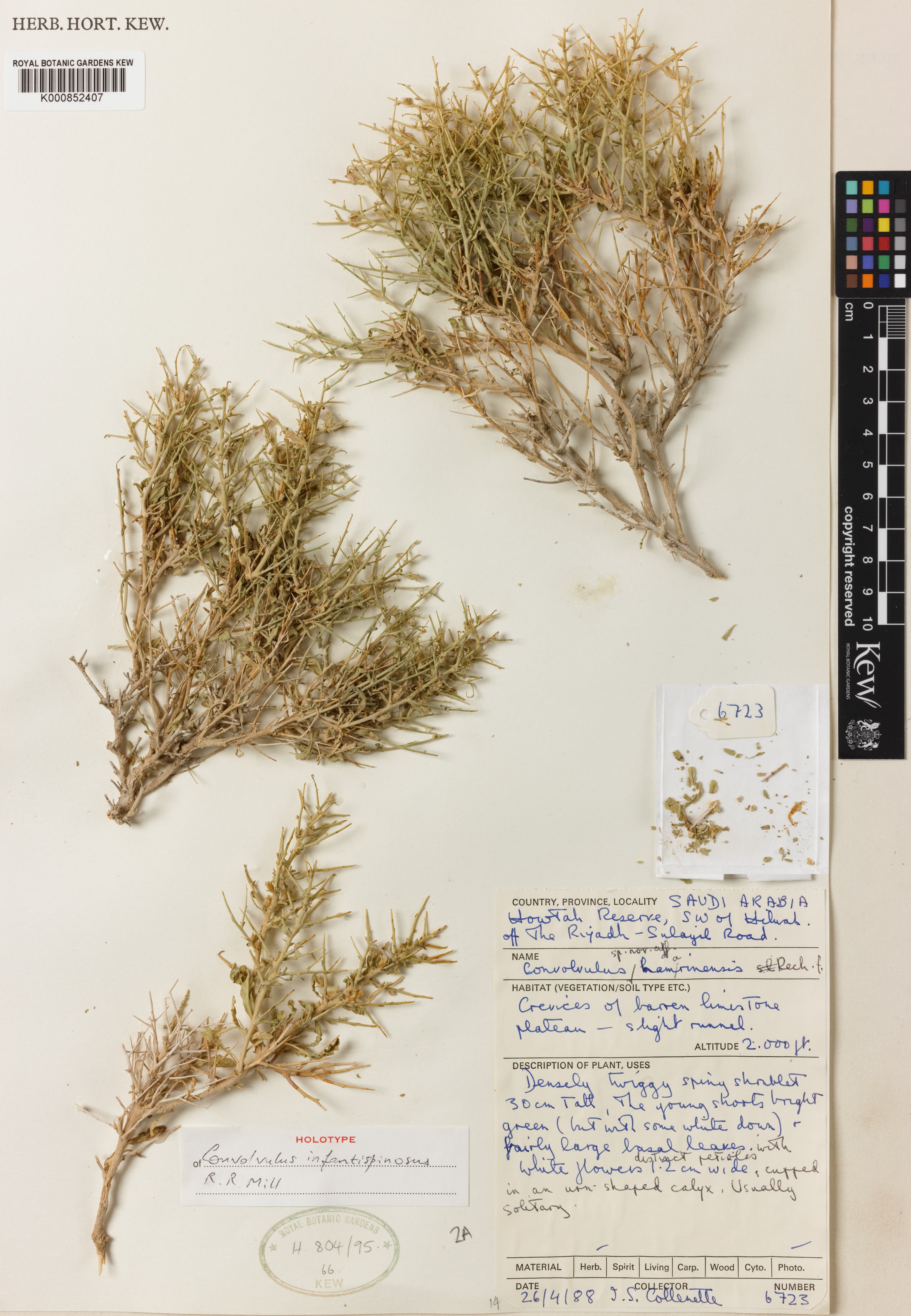 Convolvulus hamrinensis