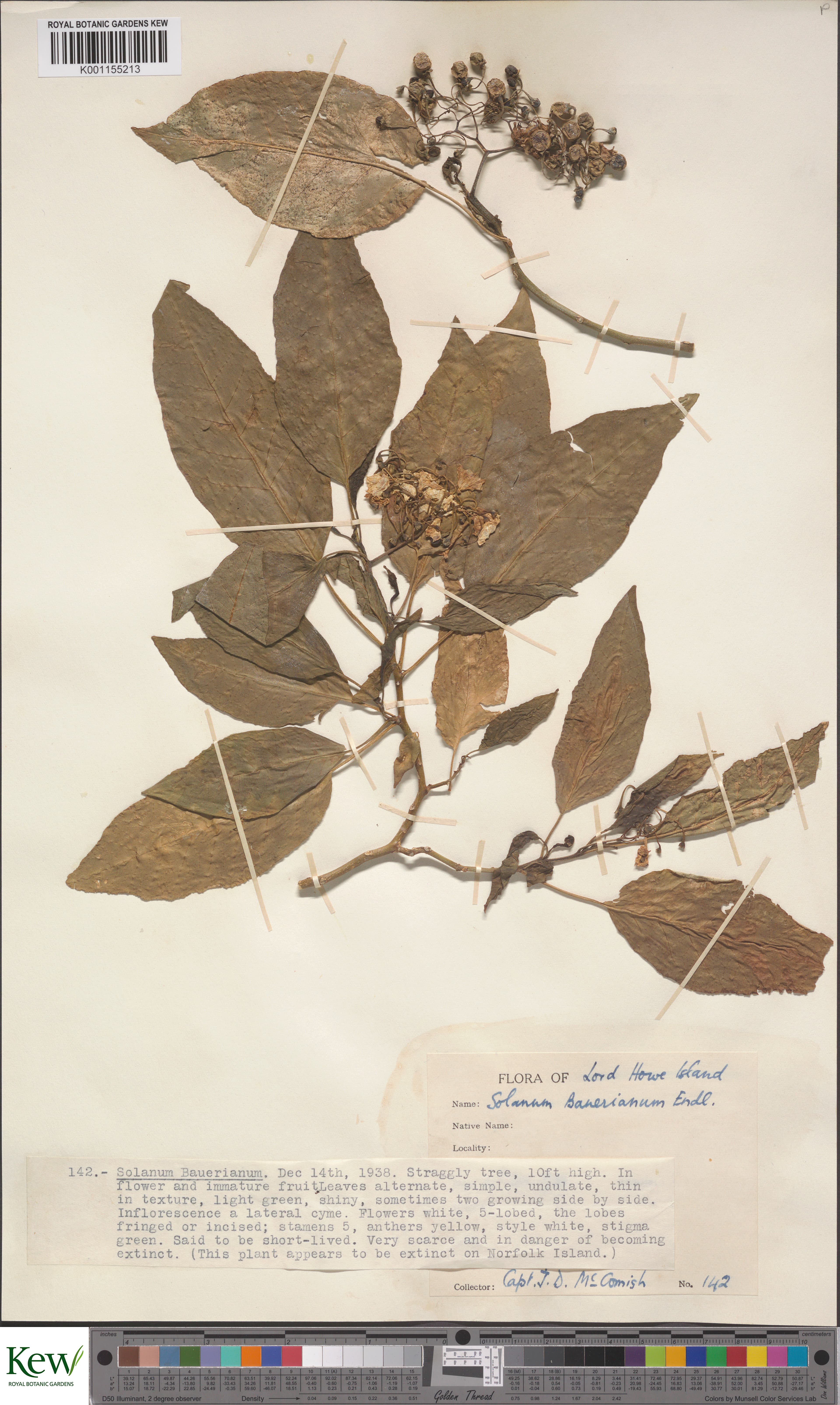Solanum bauerianum