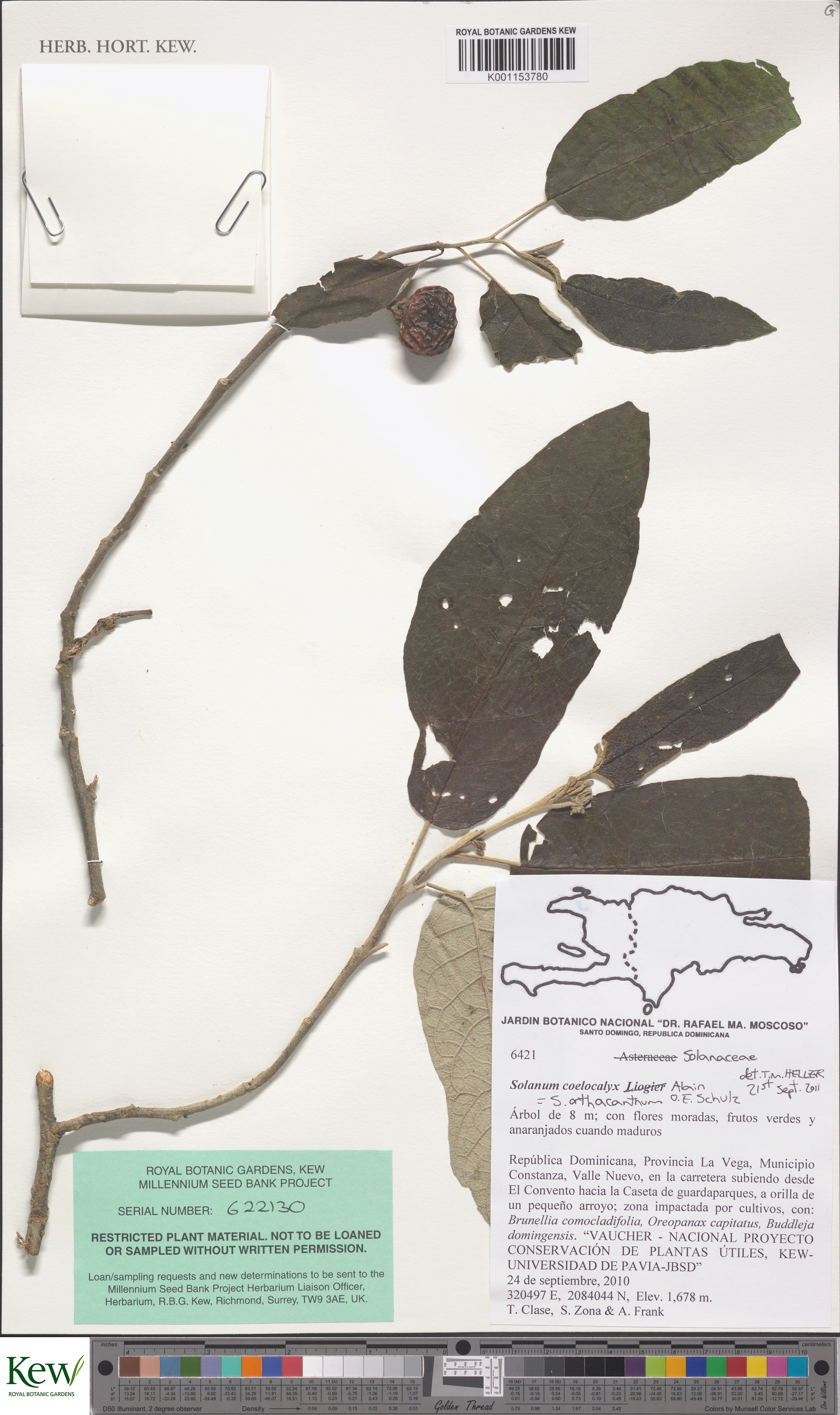 Solanum orthacanthum