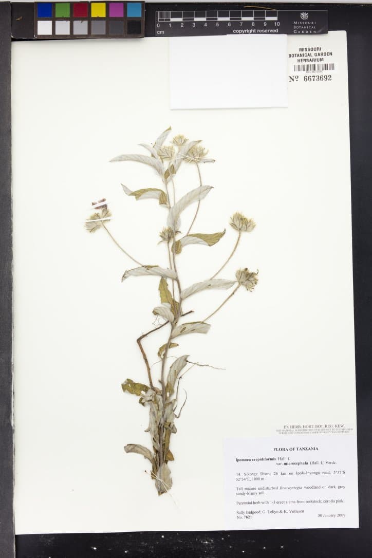 Ipomoea crepidiformis