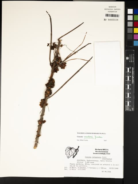 Cuscuta woodsonii