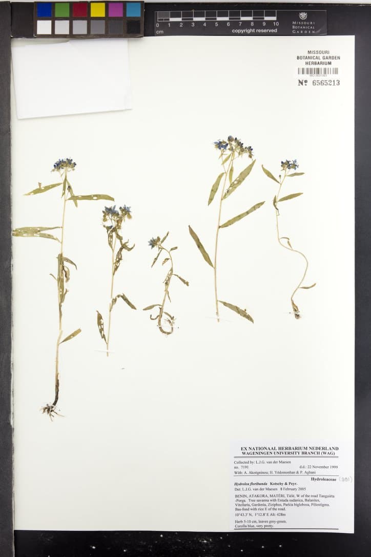 Hydrolea floribunda