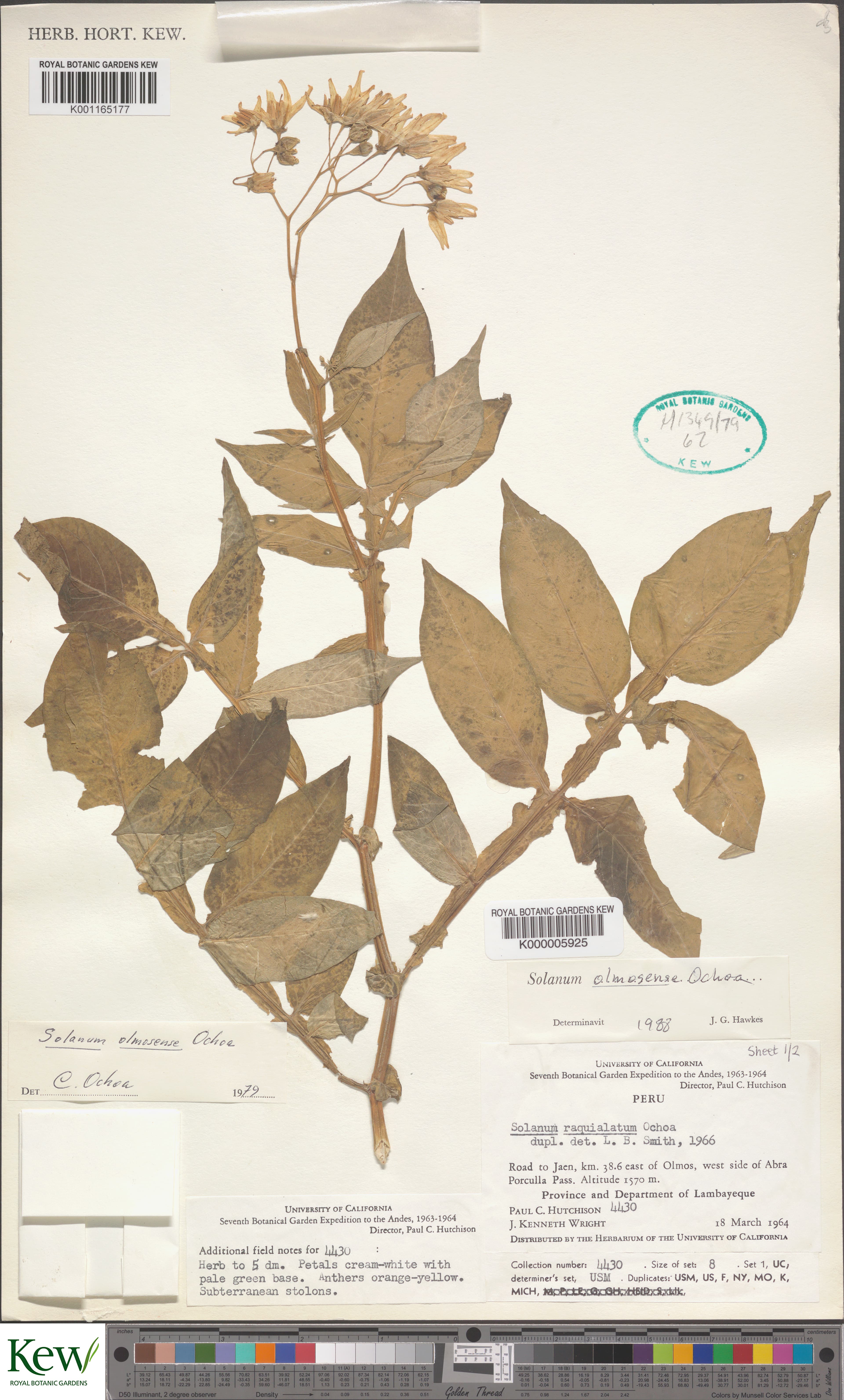 Solanum olmosense