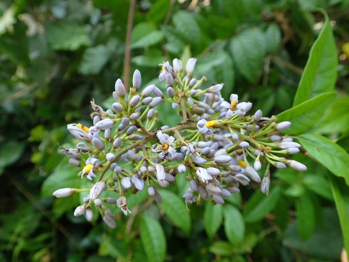 Solanum welwitschii