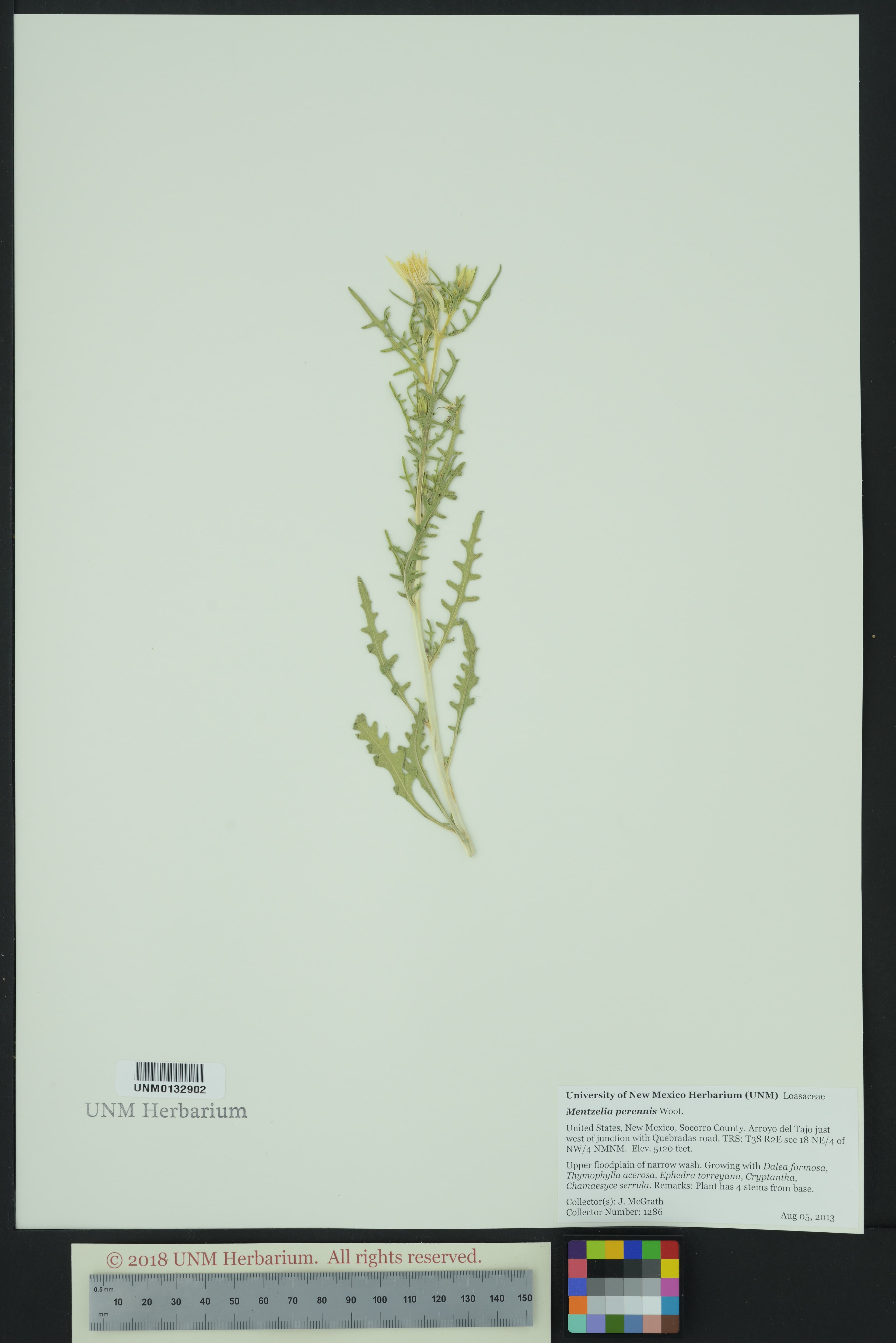 Perennial Blazingstar