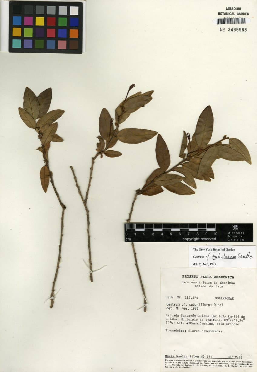 Cestrum tubulosum