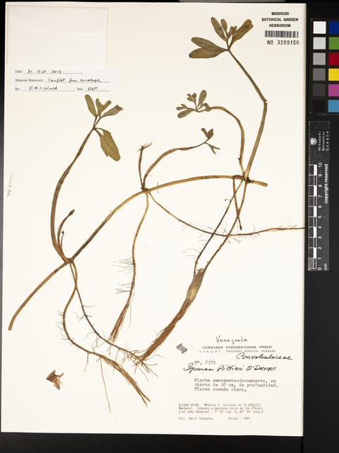 Ipomoea pittieri