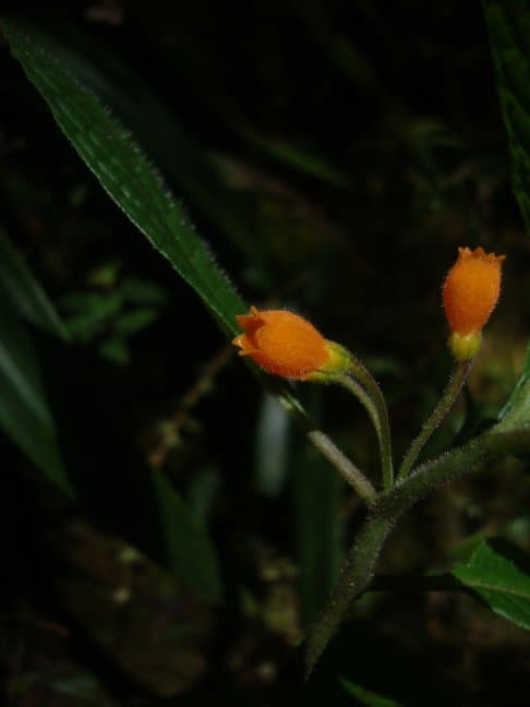 Deprea oxapampensis