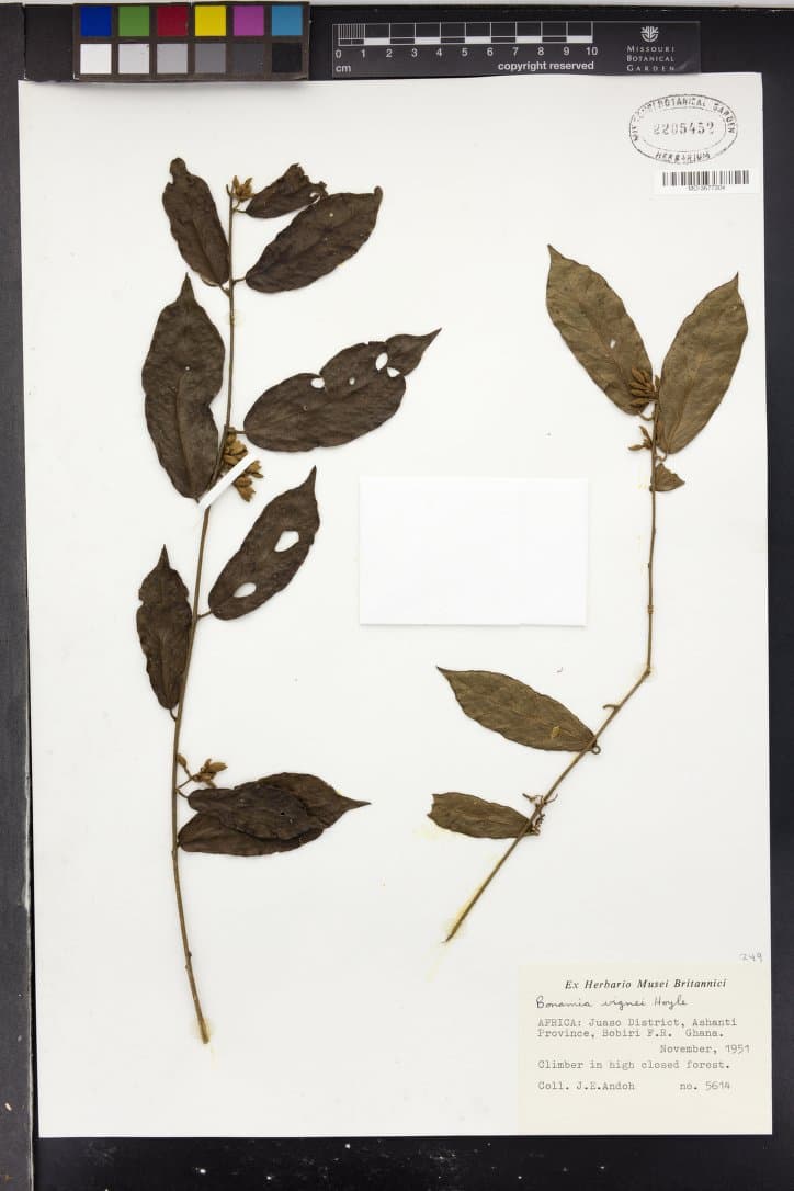 Bonamia vignei