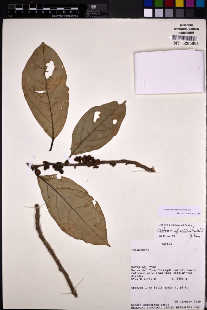 Cestrum johnniegentryanum