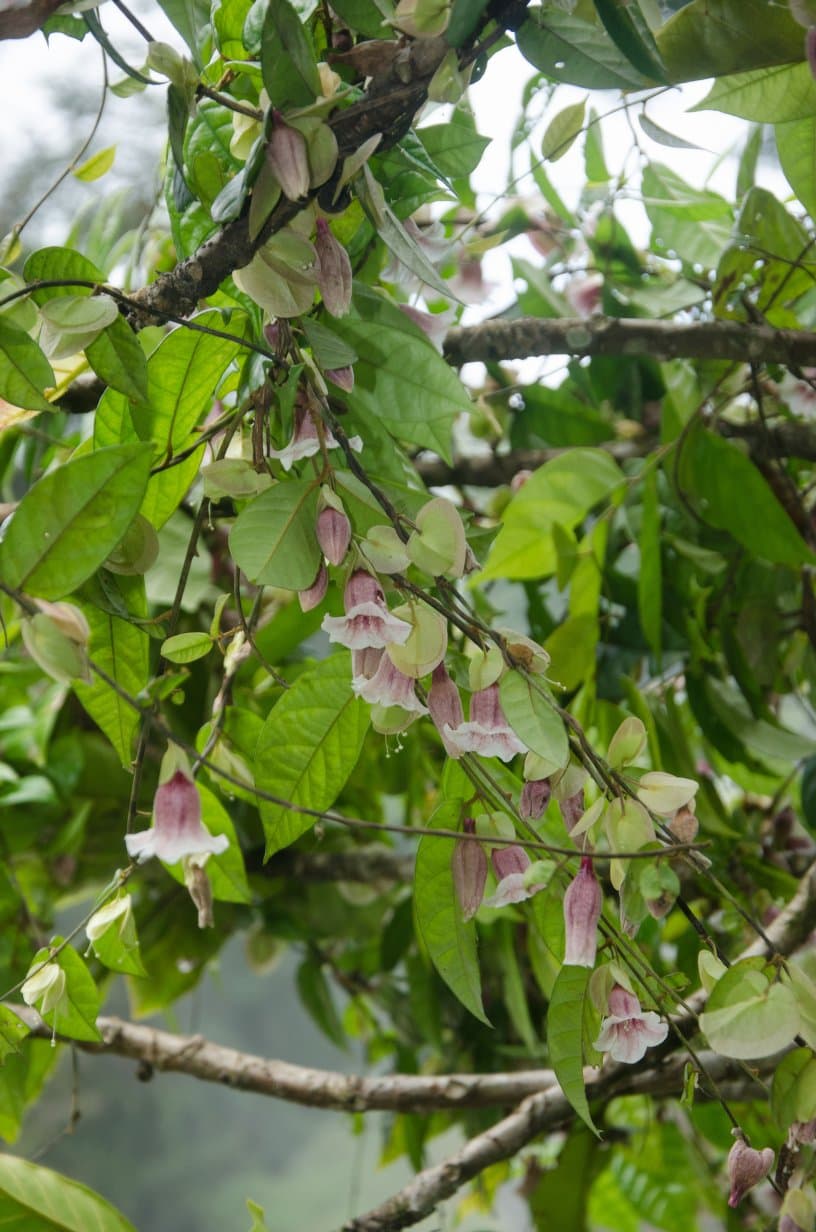 Calycobolus campanulatus