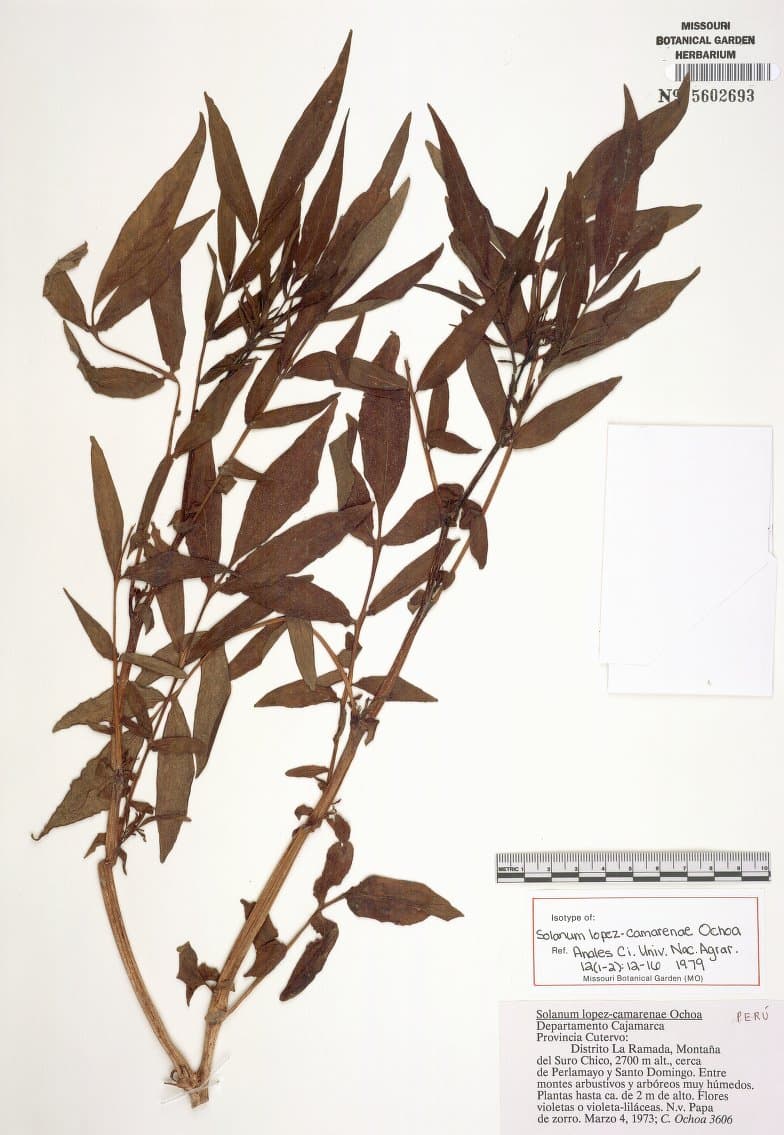 Solanum acroscopicum