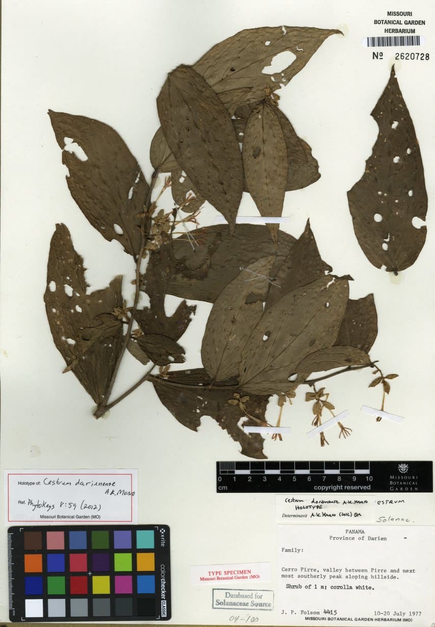 Cestrum darienense