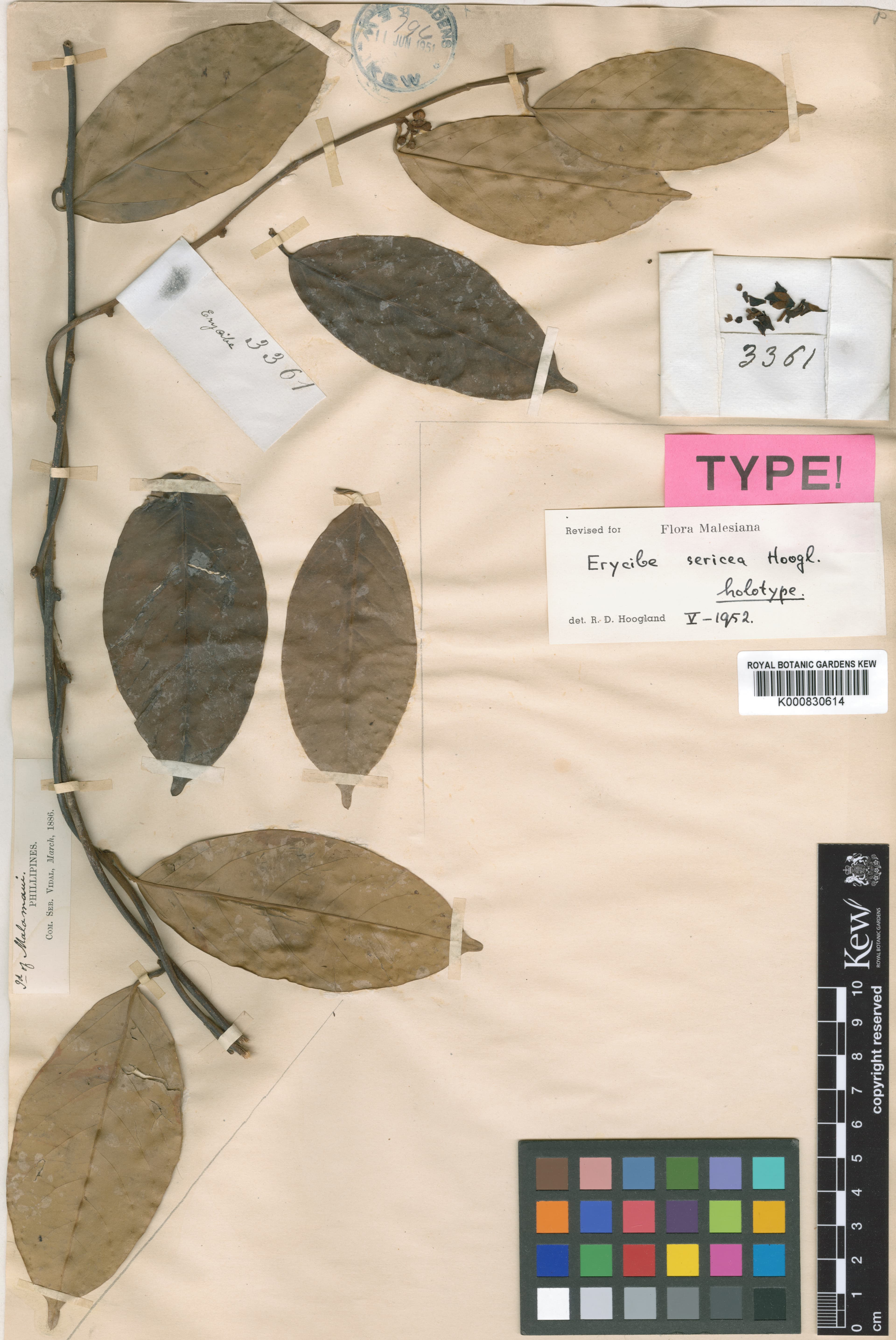 Erycibe sericea
