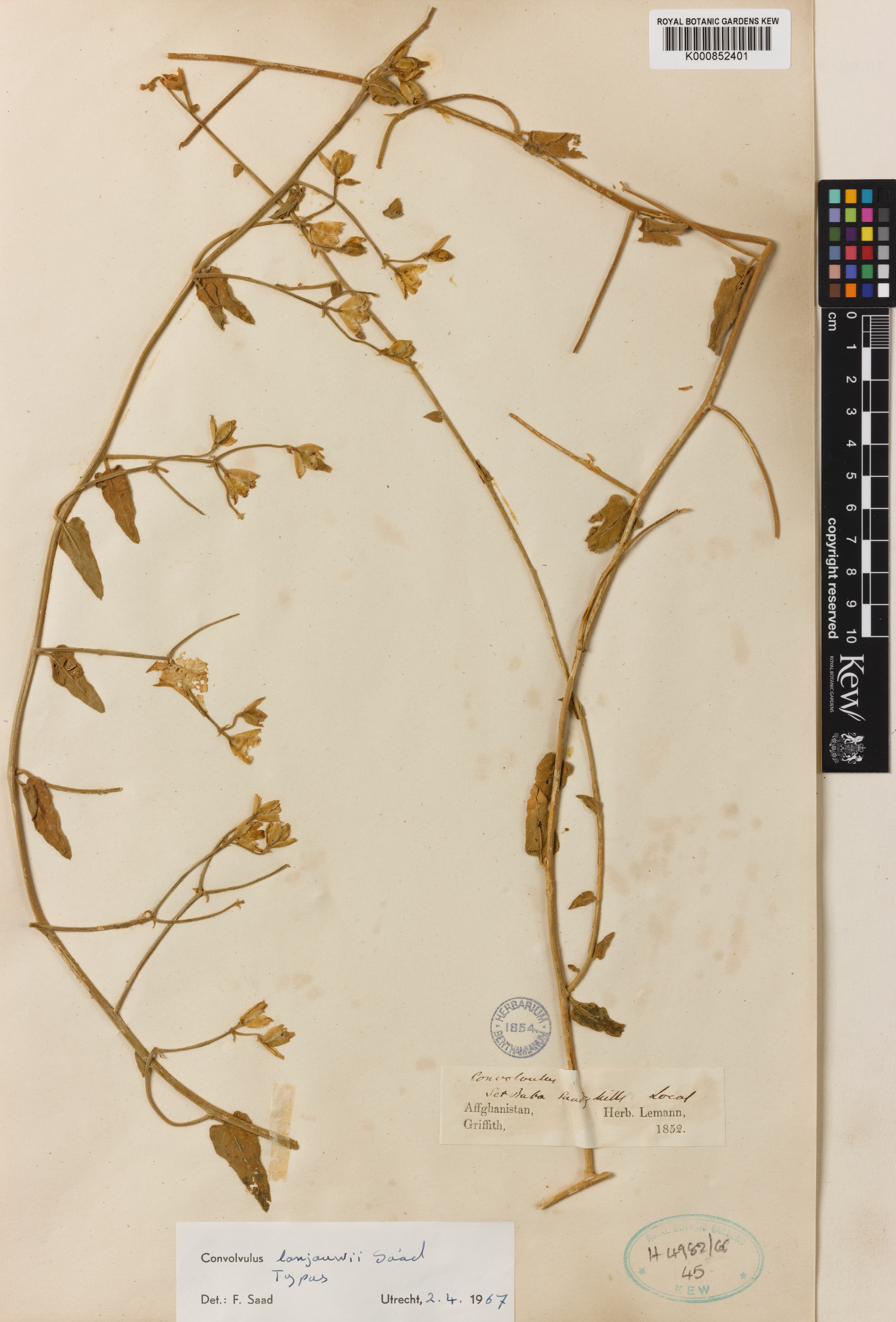 Convolvulus lanjouwii