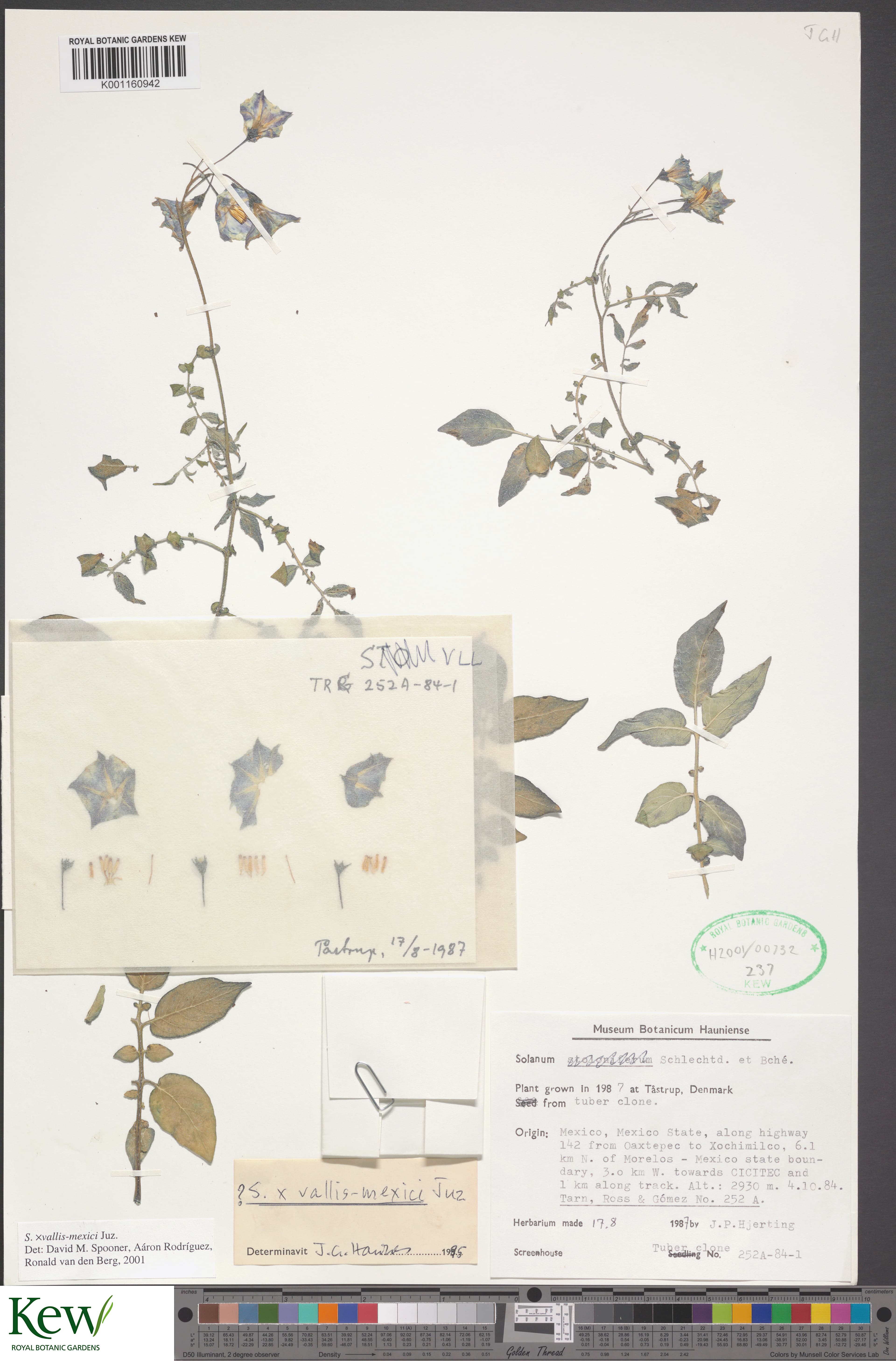 Solanum vallis-mexici
