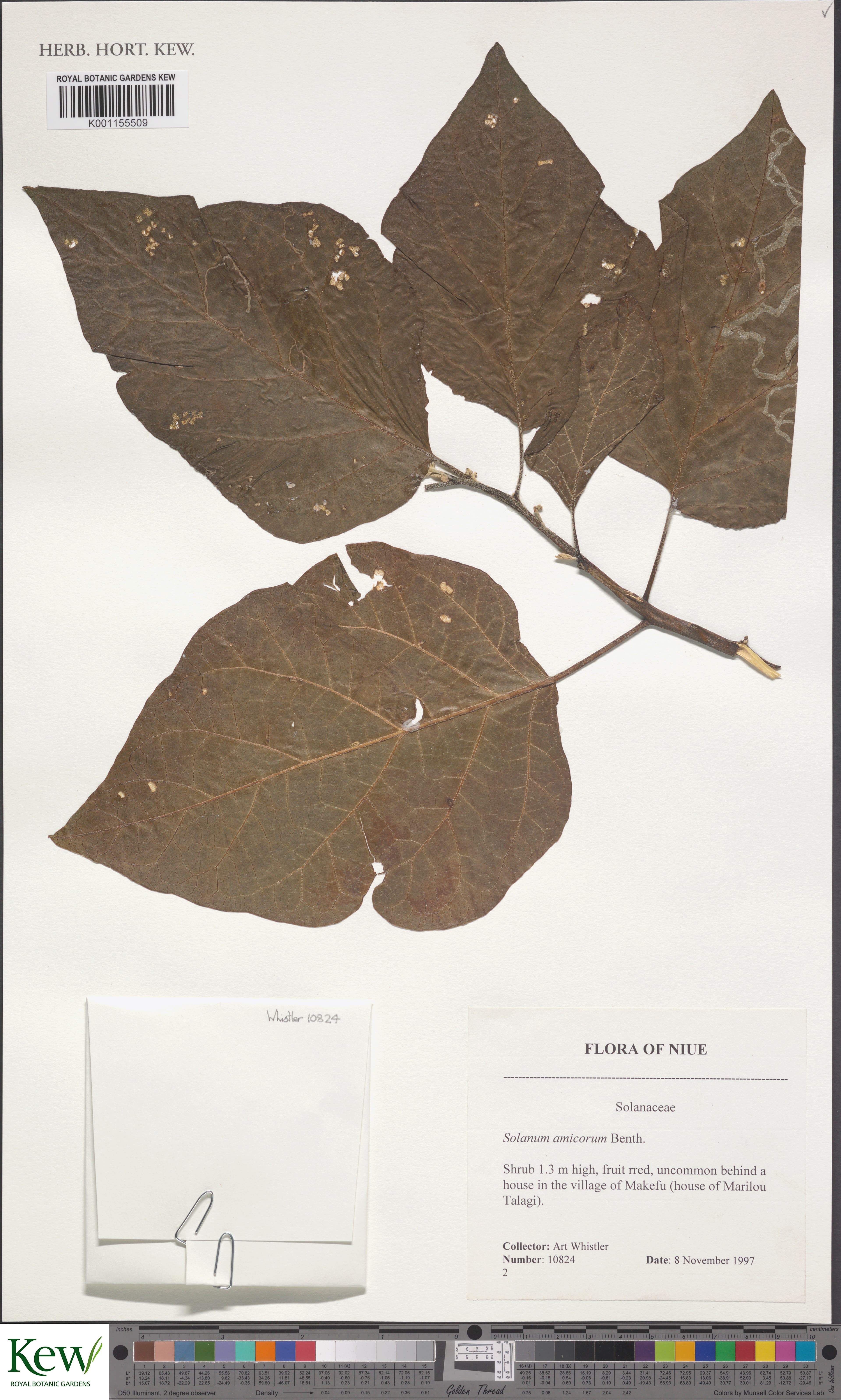 Solanum amicorum
