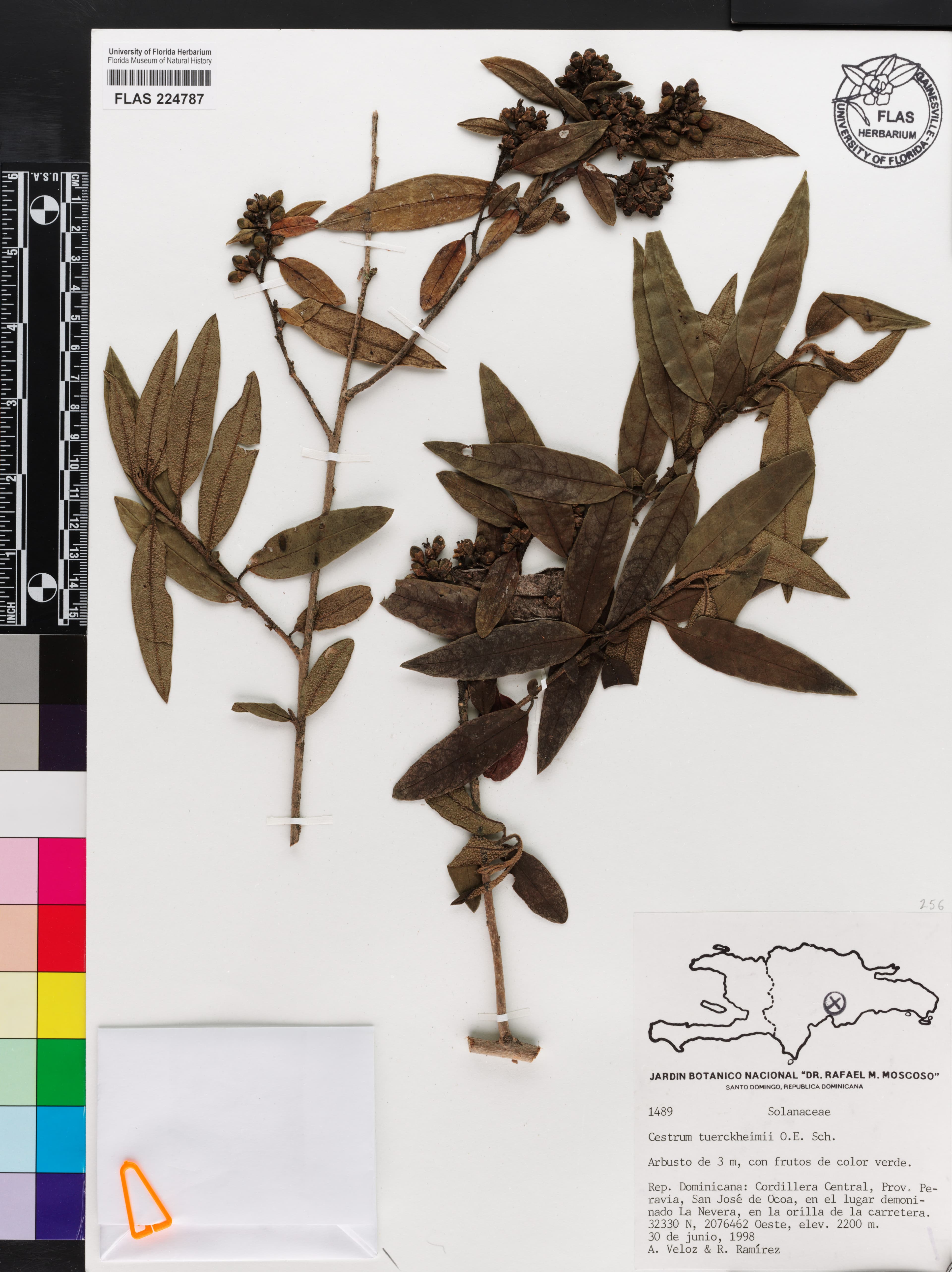 Cestrum tuerckheimii