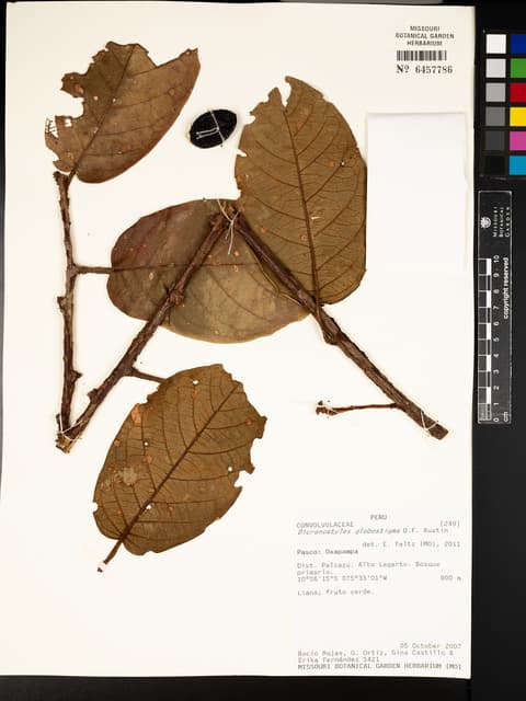 Dicranostyles globostigma