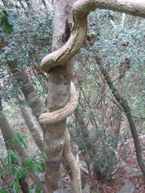 Solanum sambiranense