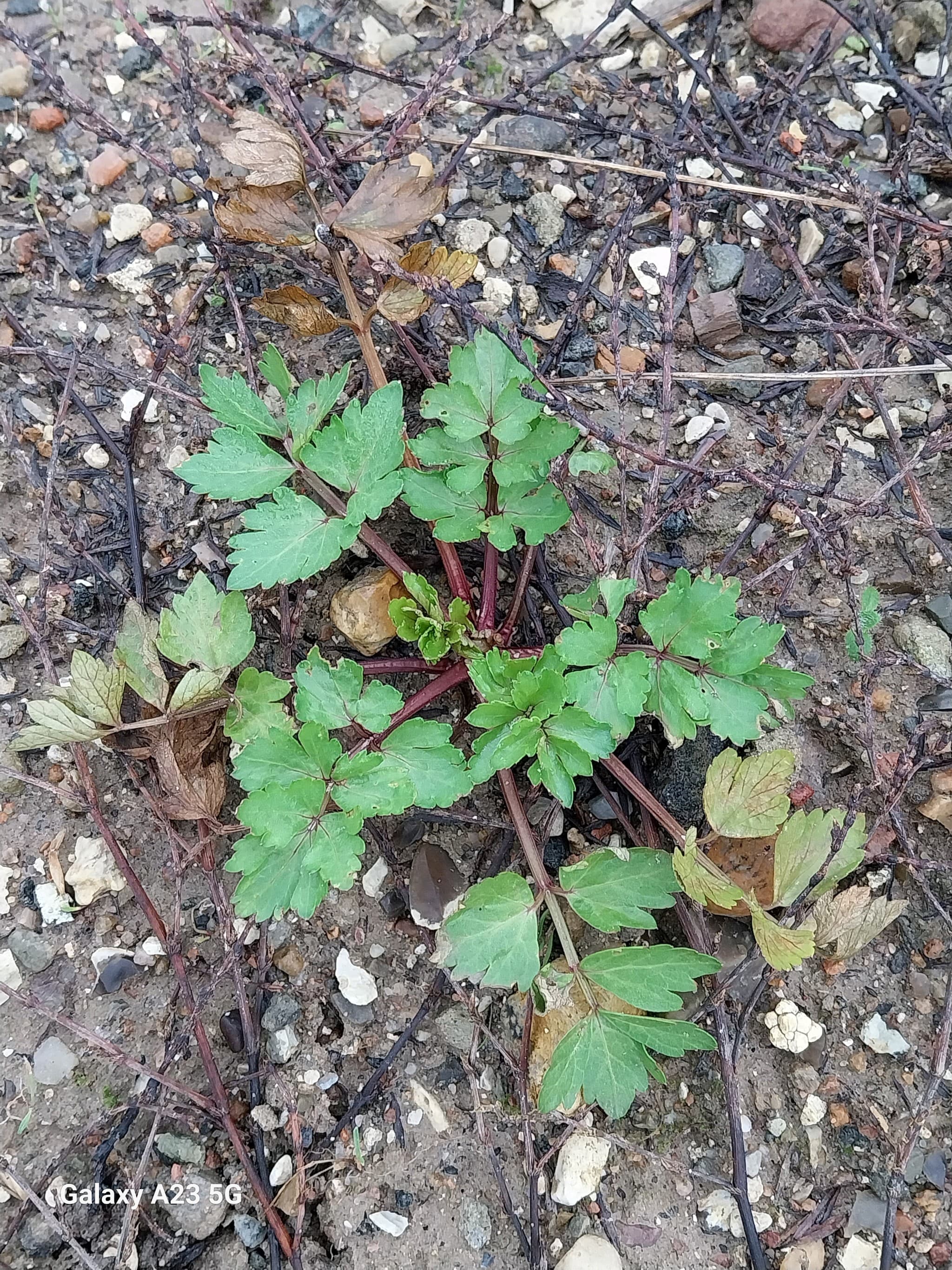 Lovage