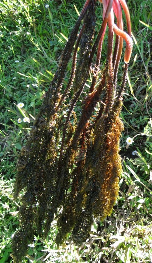 Hydrostachys multifida