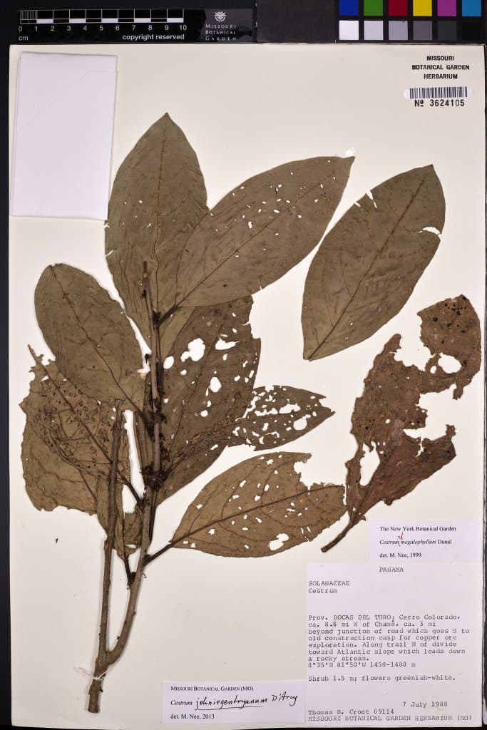 Cestrum johnniegentryanum