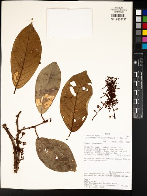 Dicranostyles globostigma