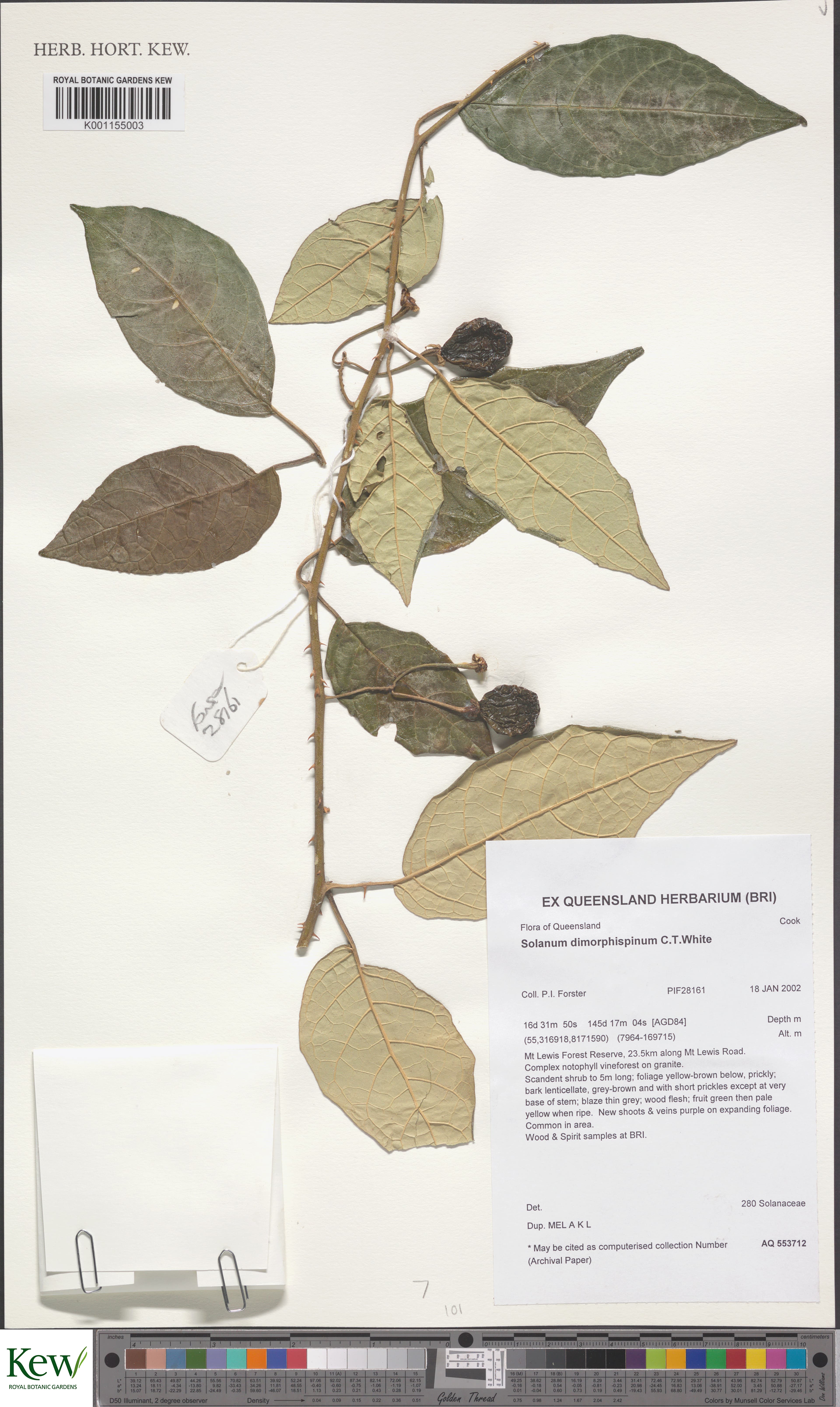 Solanum dimorphispinum