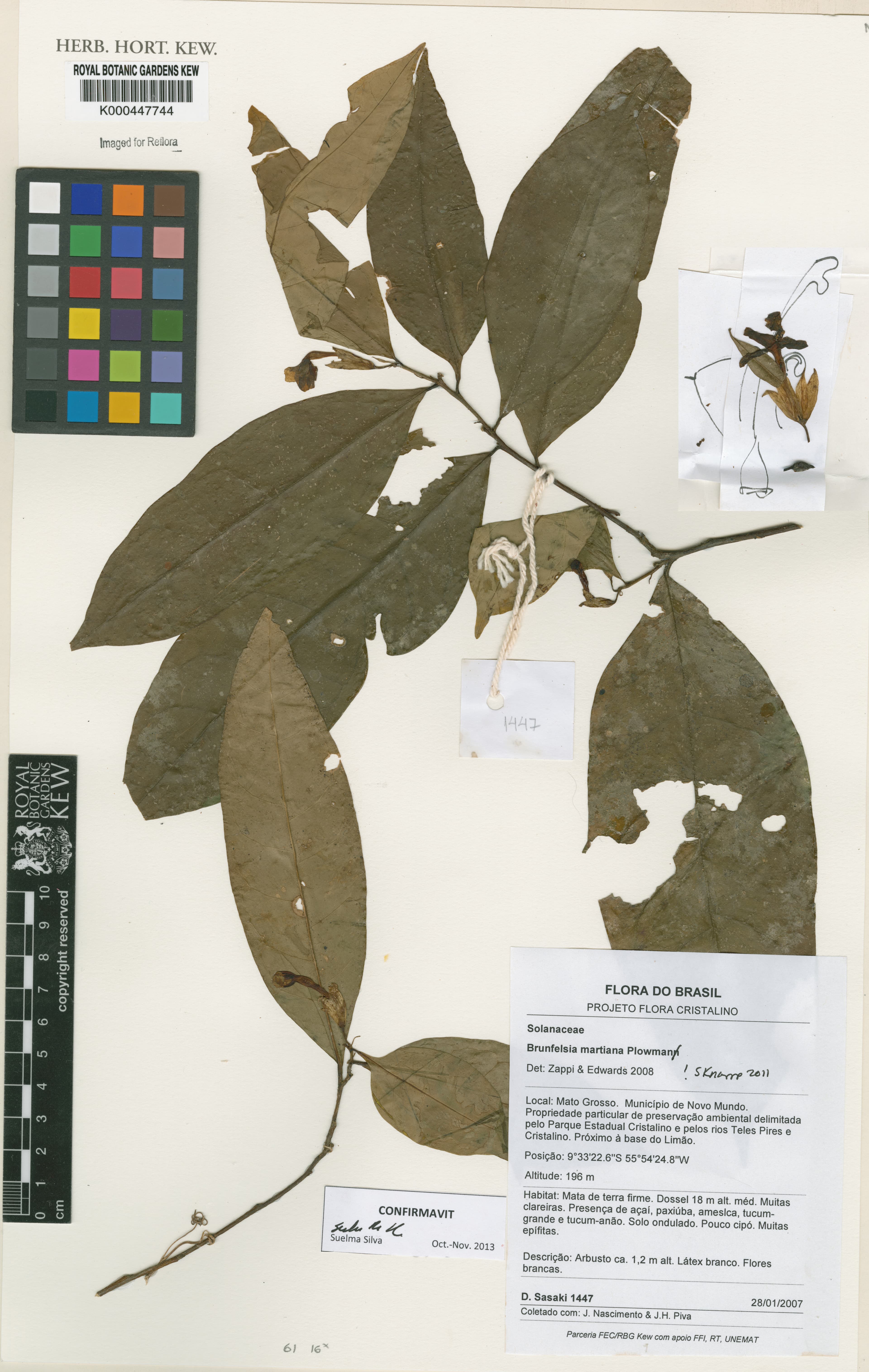 Brunfelsia martiana