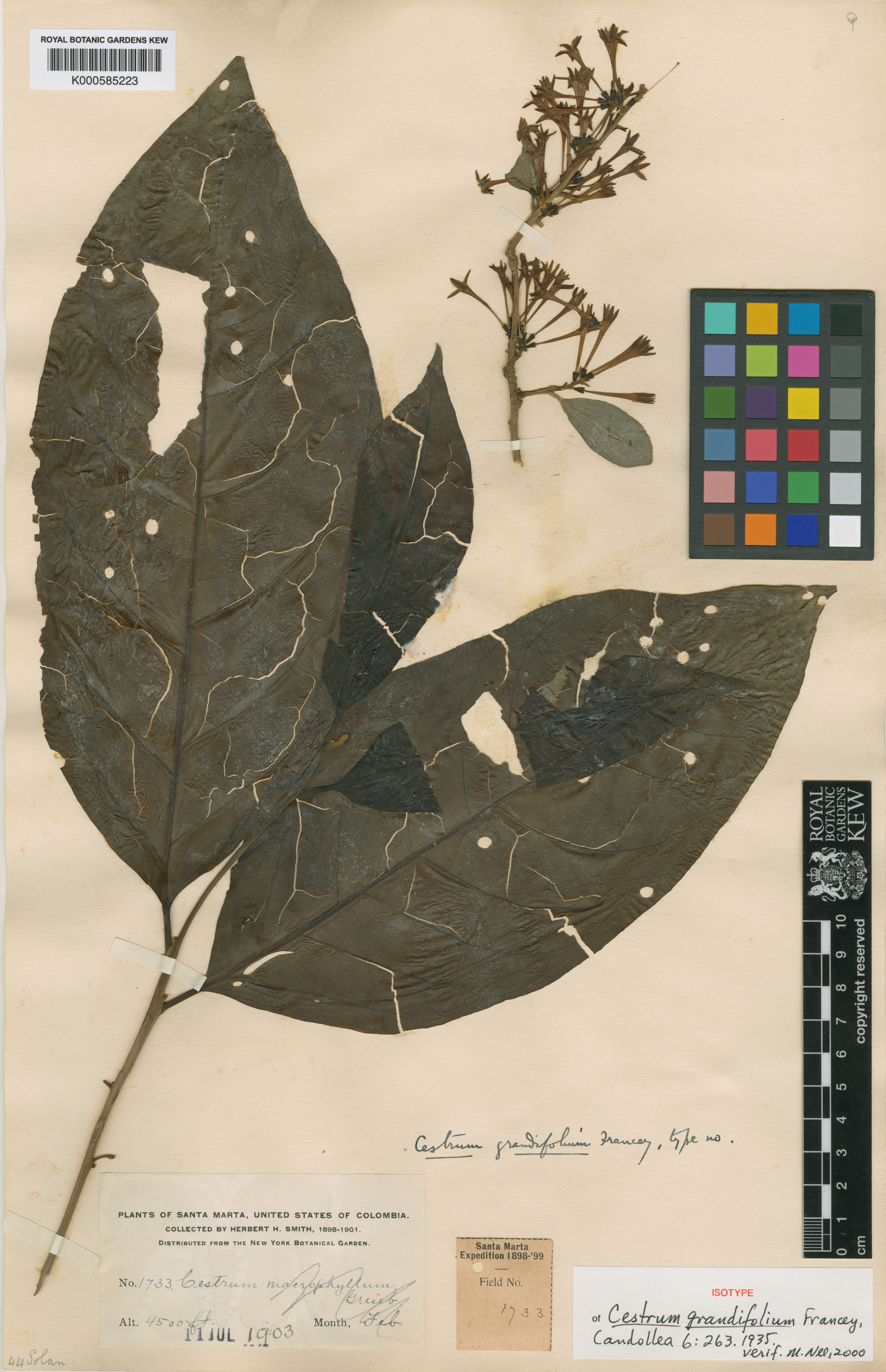 Cestrum grandifolium