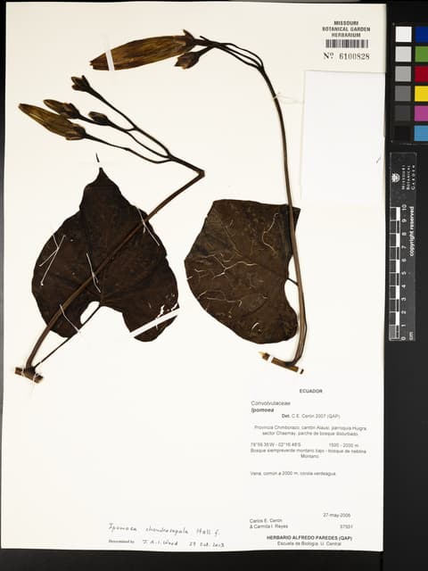 Ipomoea chondrosepala