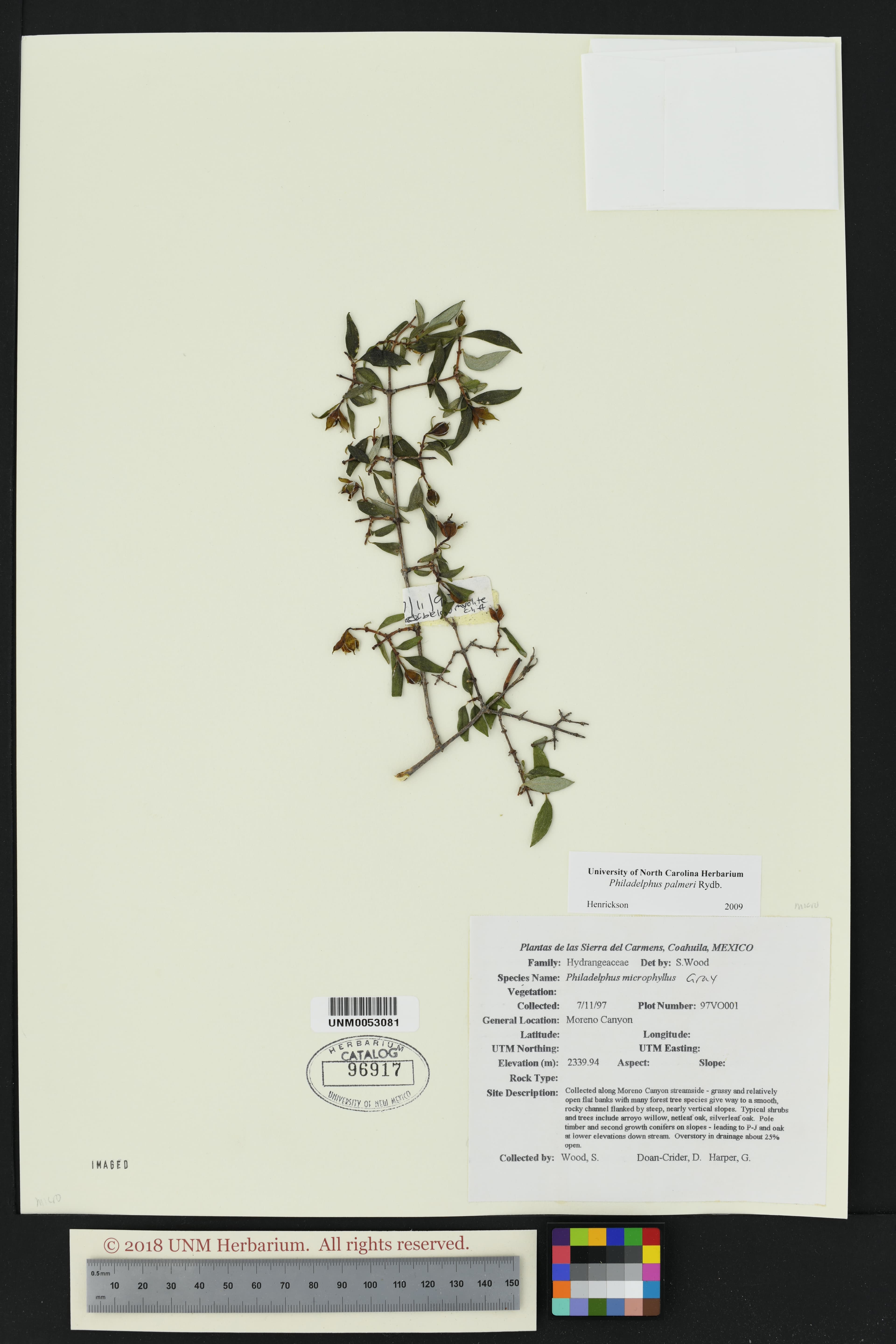 Philadelphus palmeri