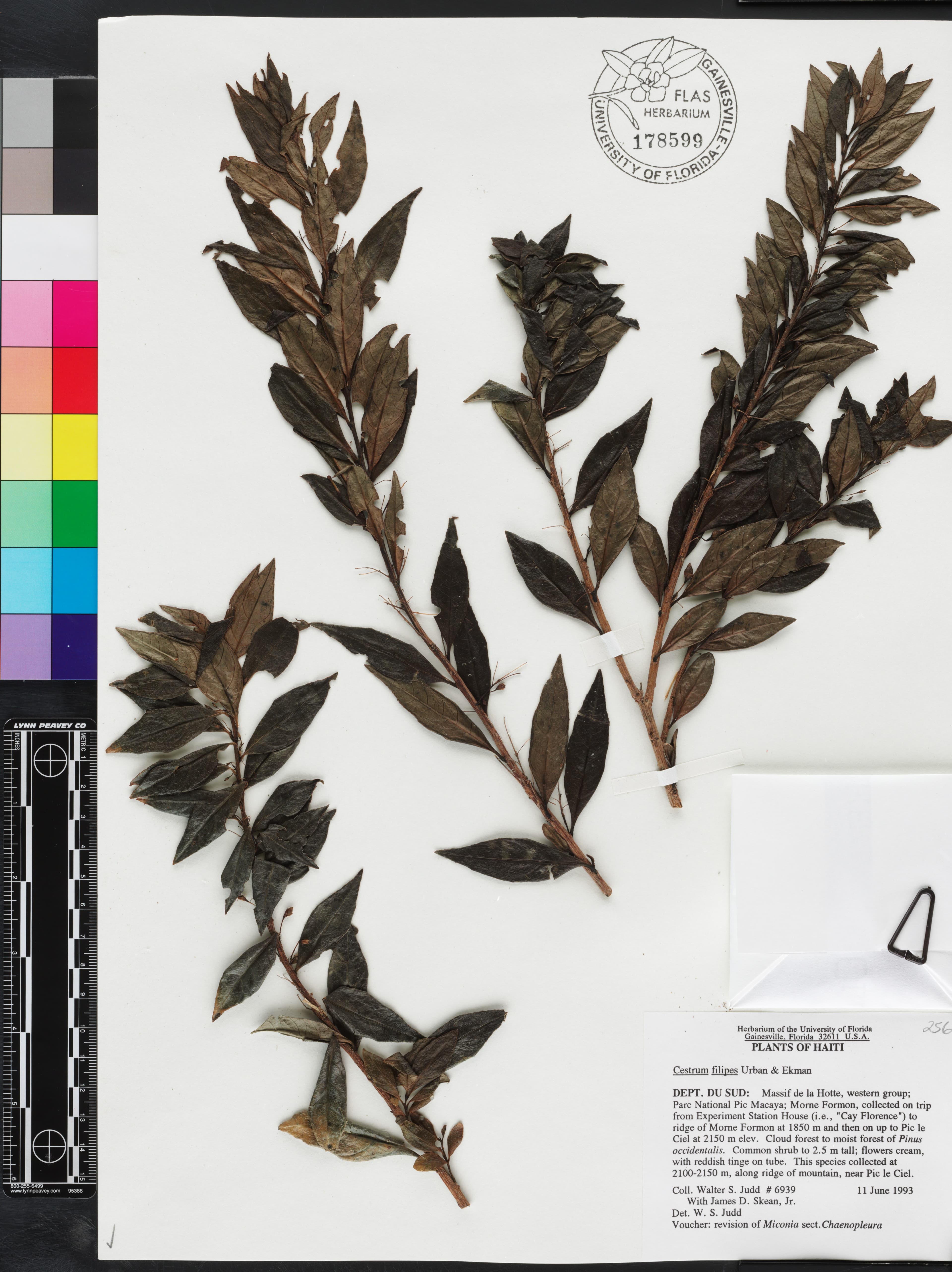 Cestrum filipes