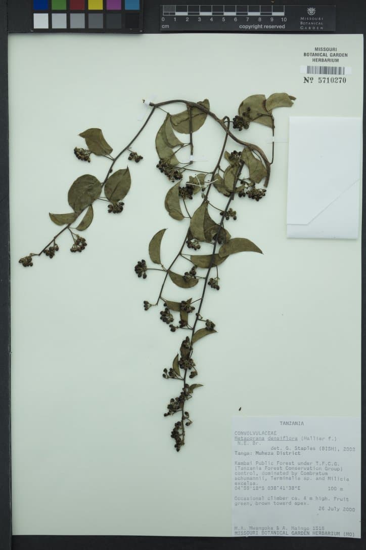 Metaporana densiflora