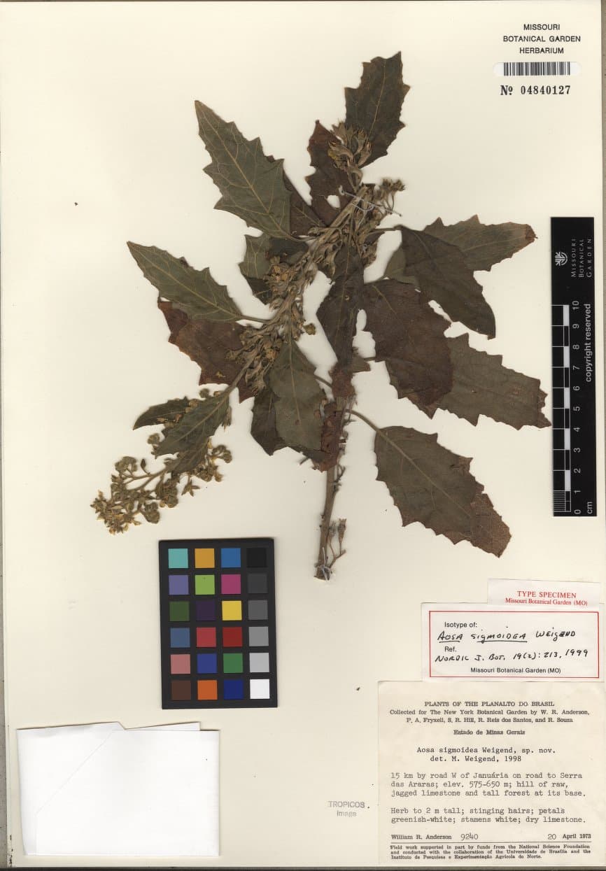 Aosa sigmoidea