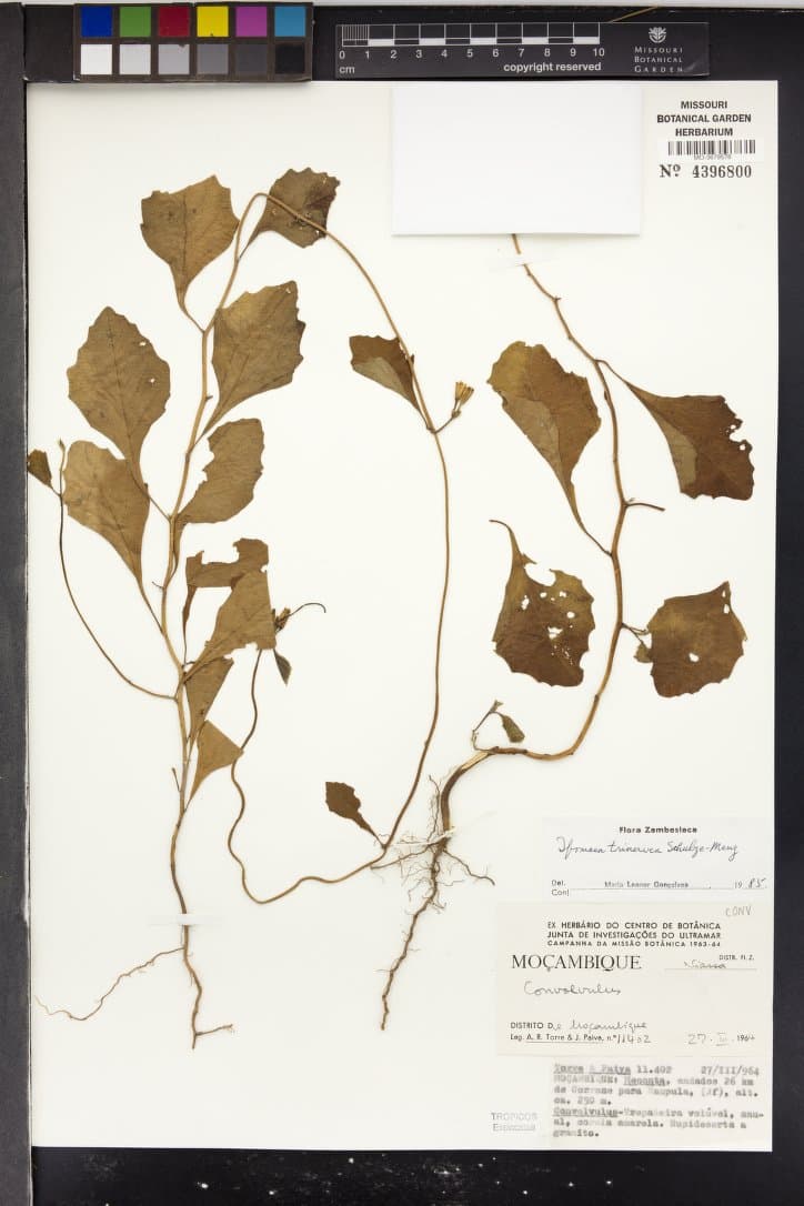 Ipomoea trinervia