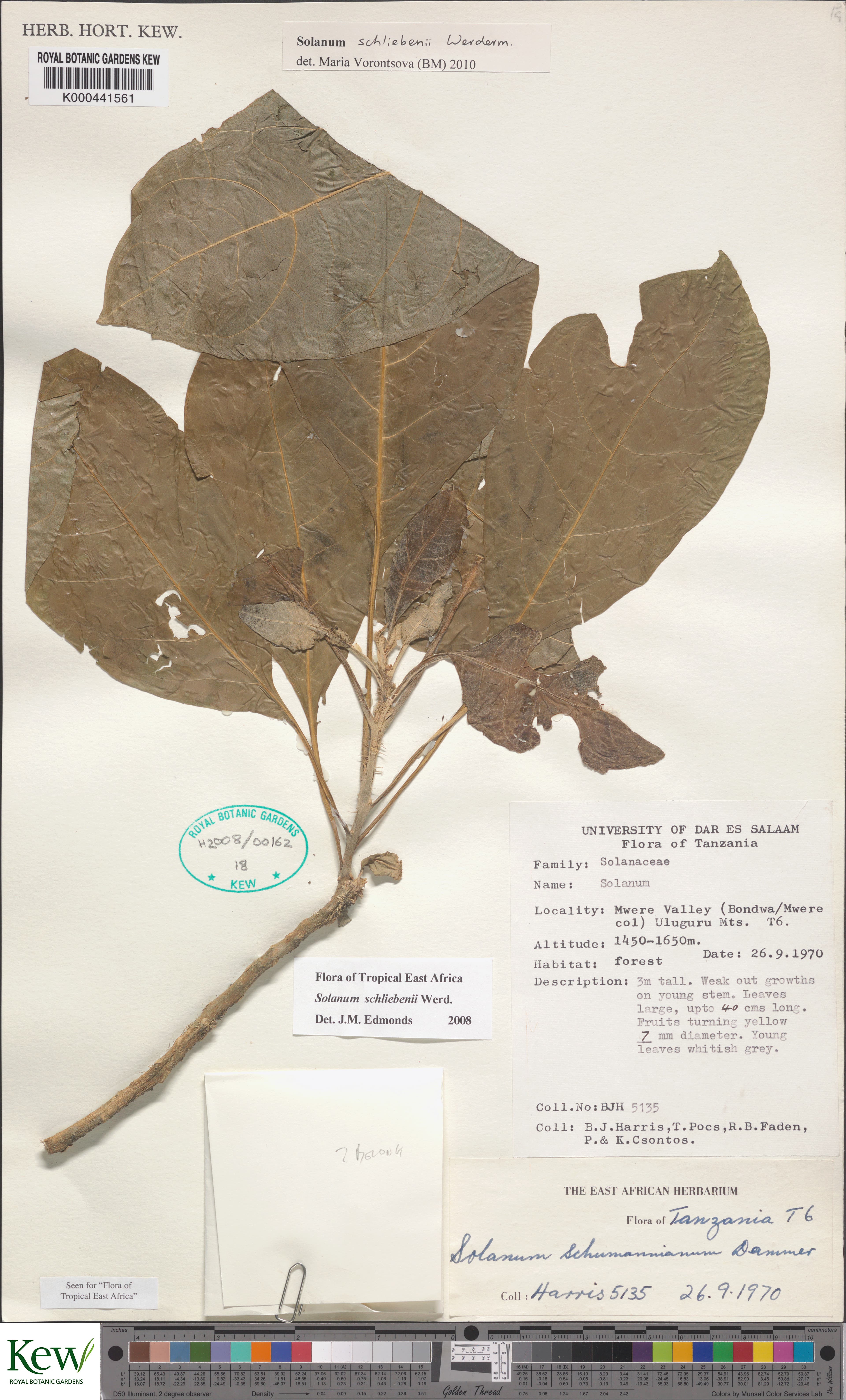 Solanum schliebenii