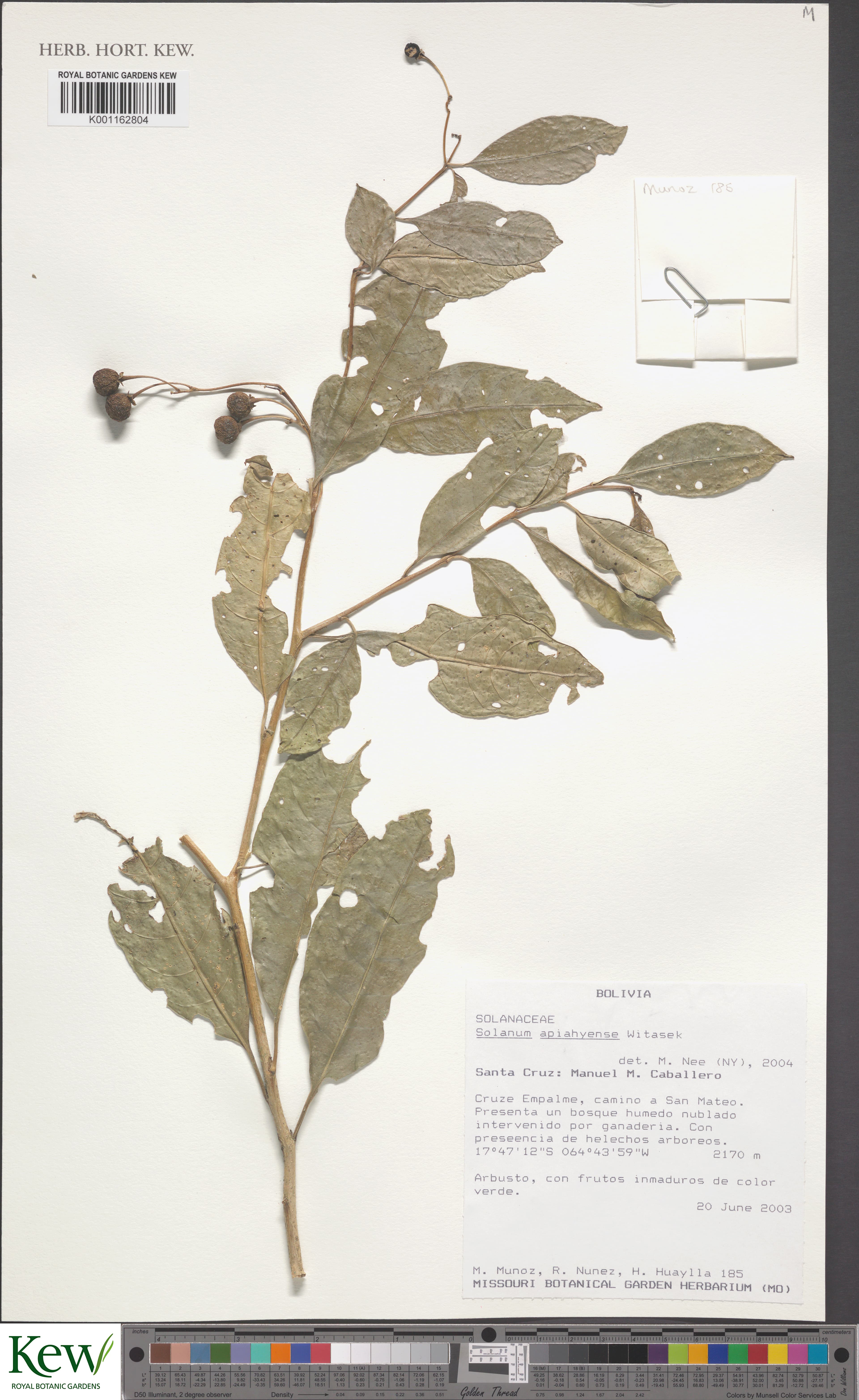 Solanum apiahyense