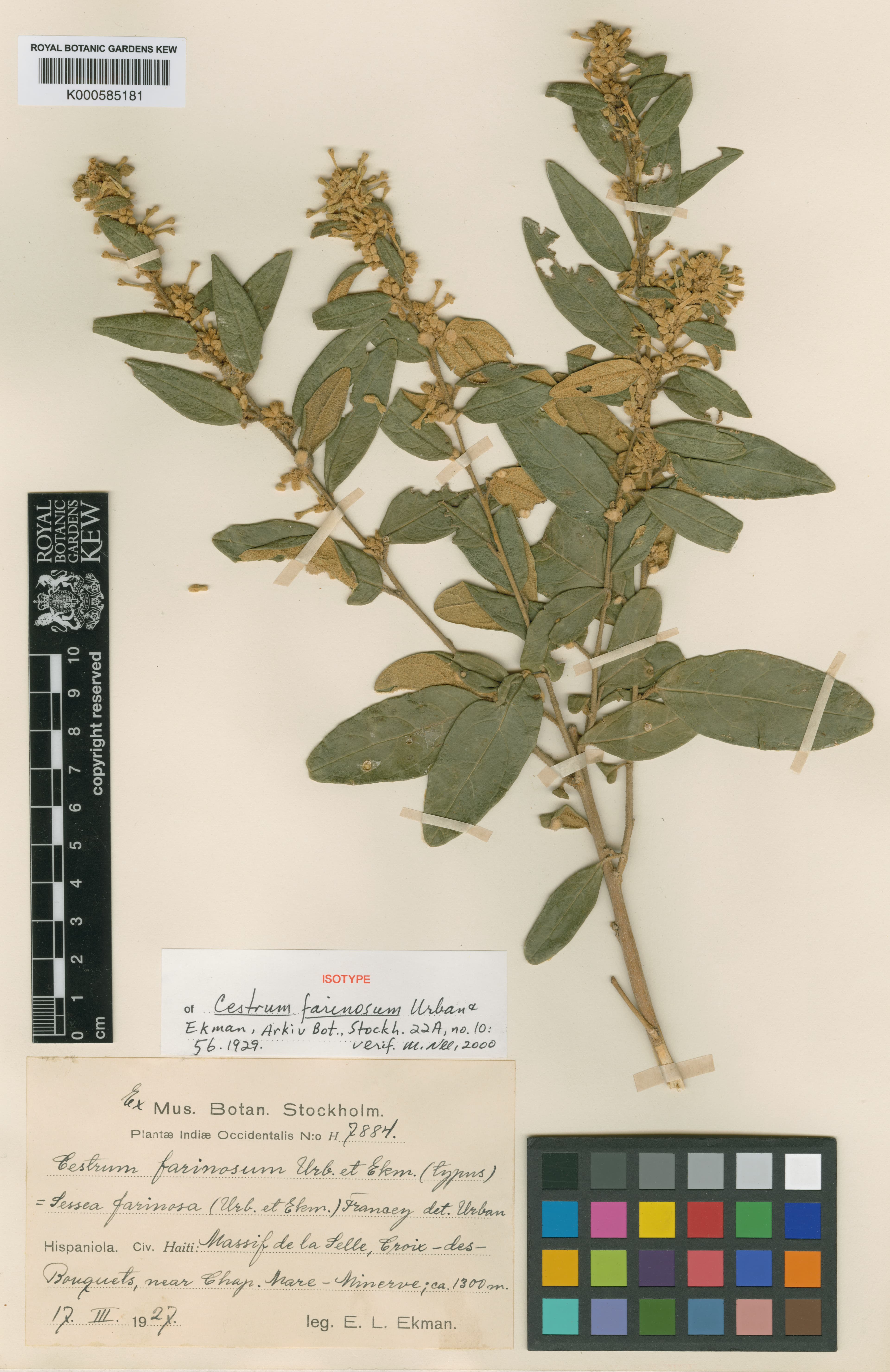 Cestrum farinosum
