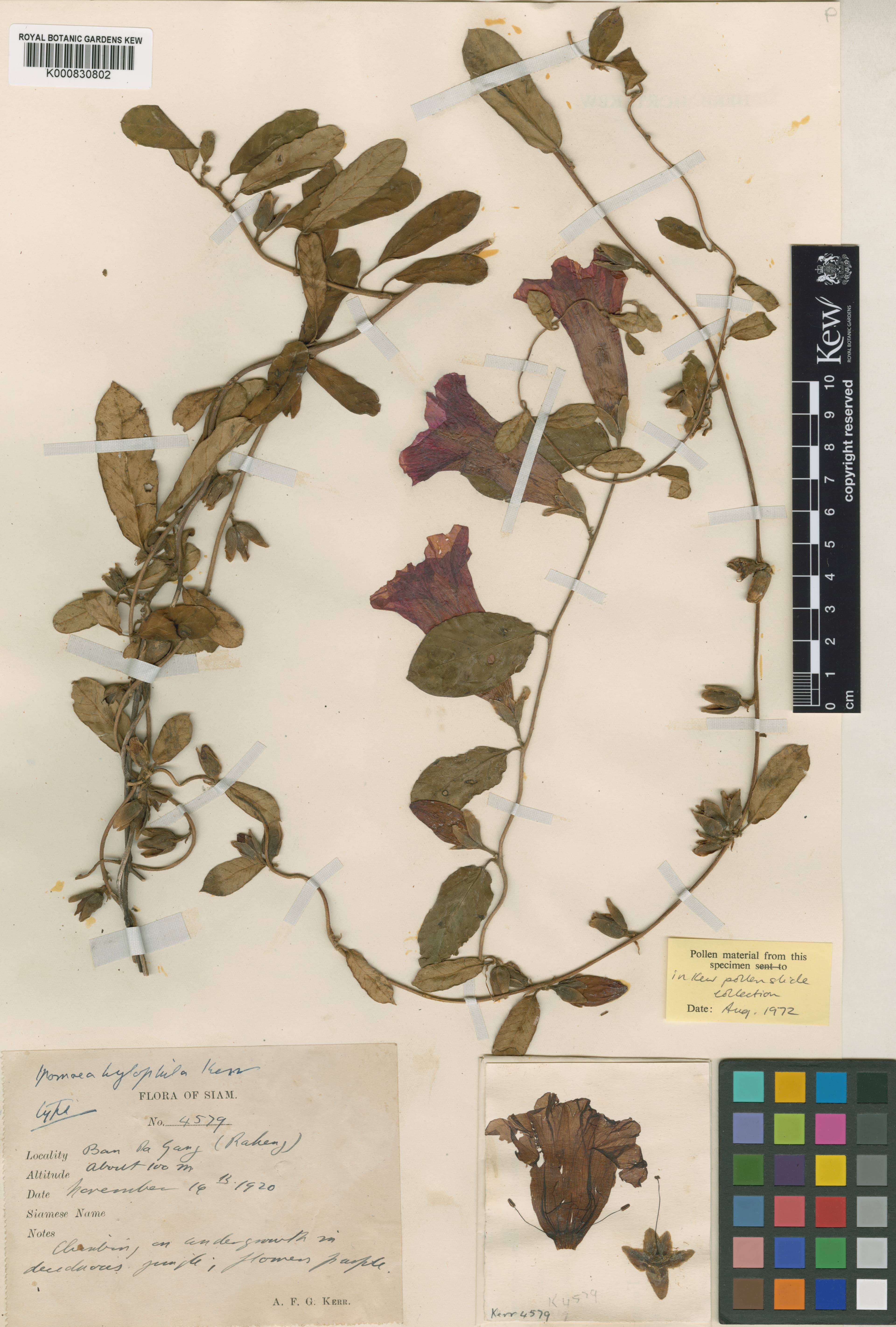 Argyreia hylophila