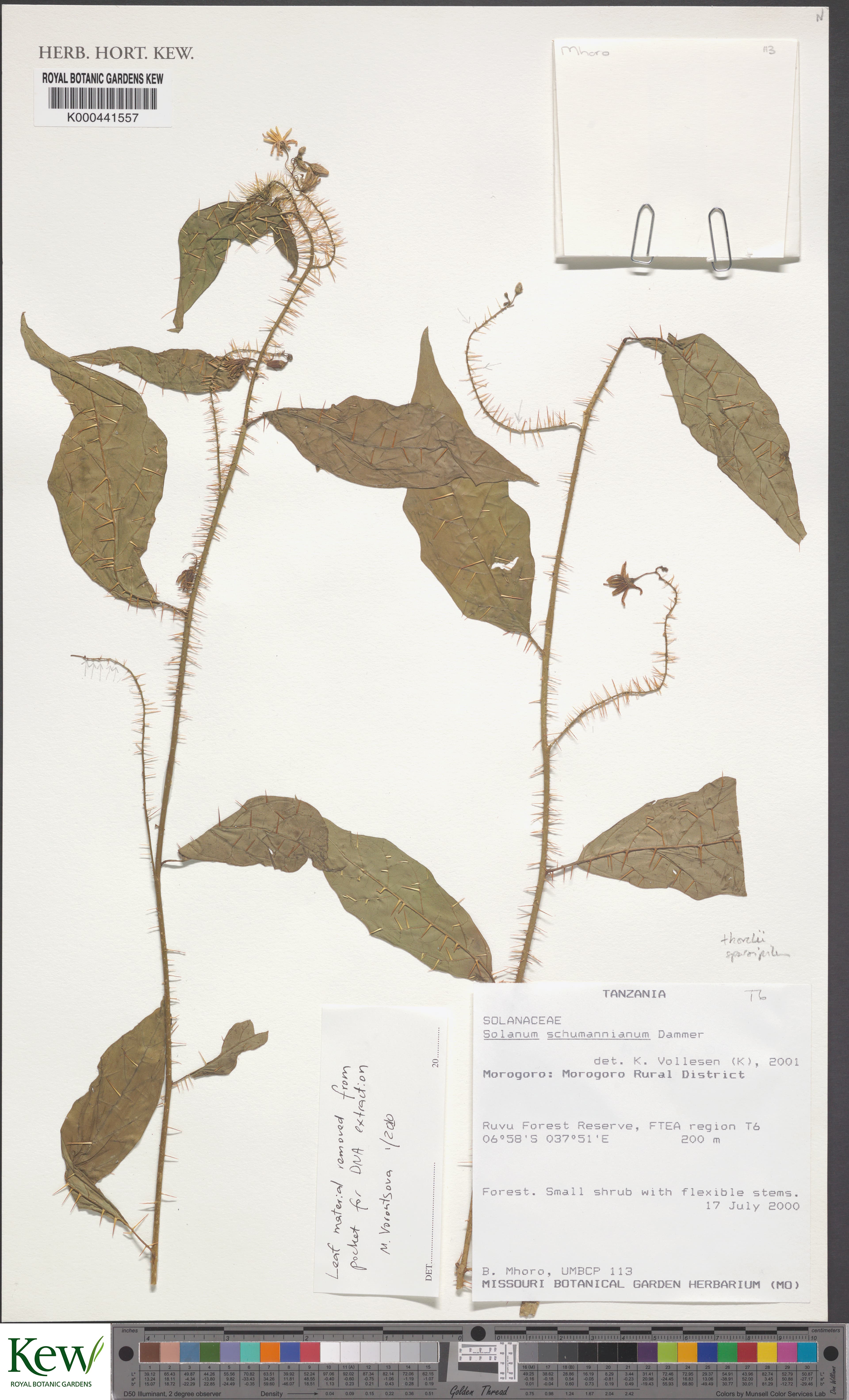 Solanum ruvu