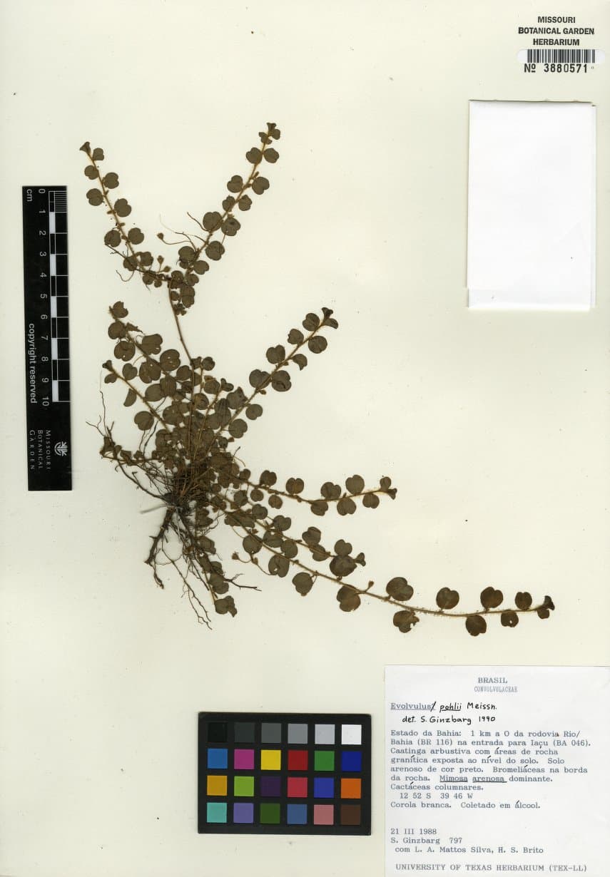 Evolvulus pohlii