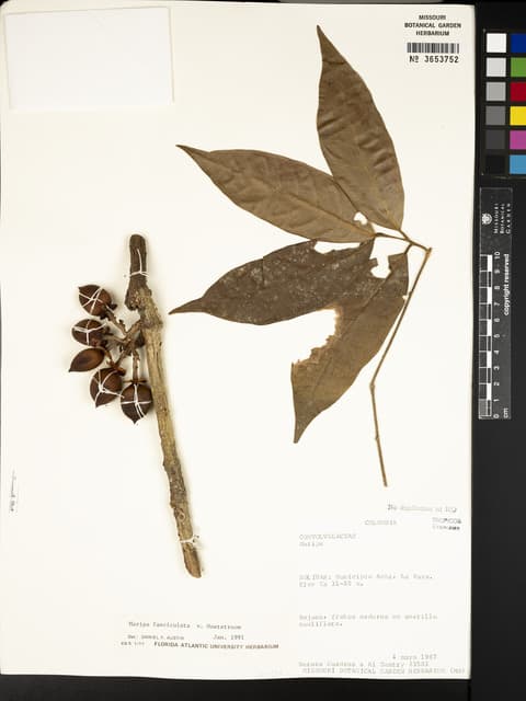 Maripa fasciculata