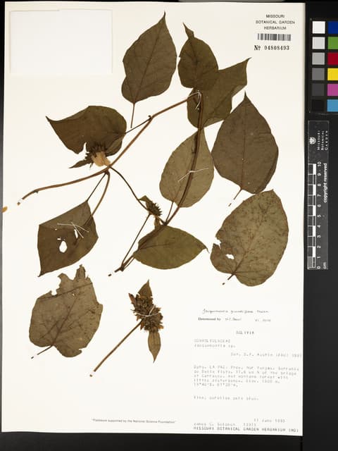 Jacquemontia