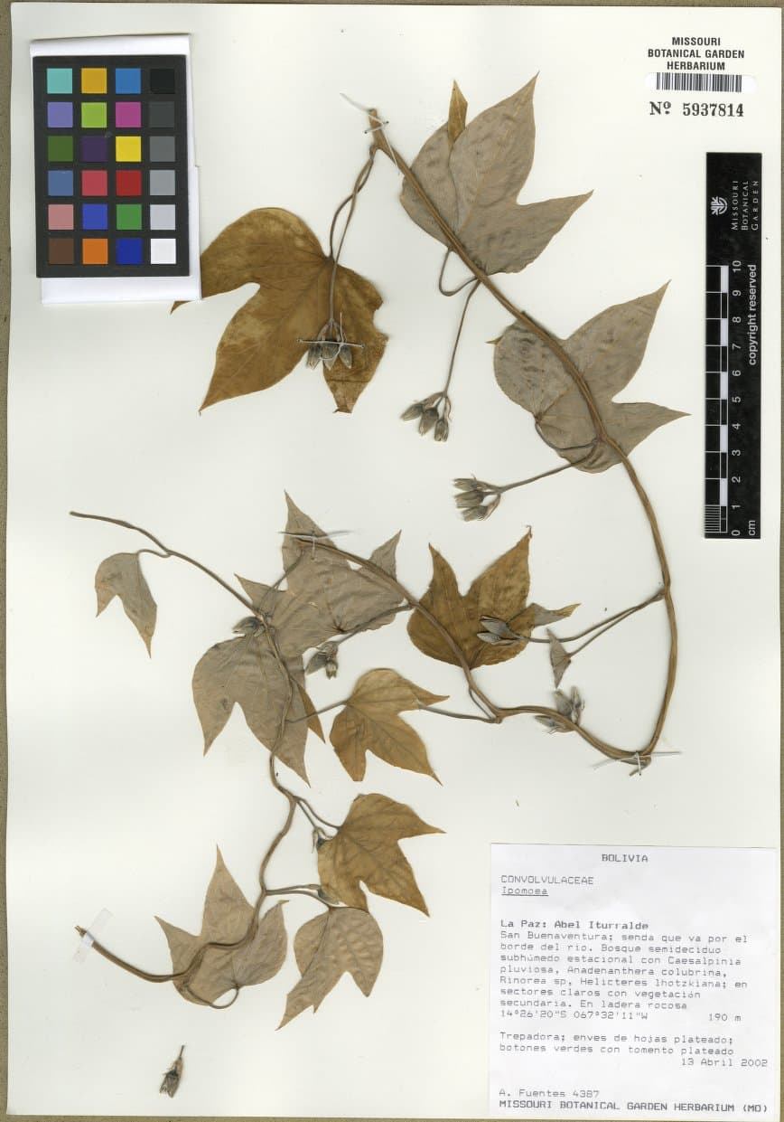 Ipomoea opulifolia