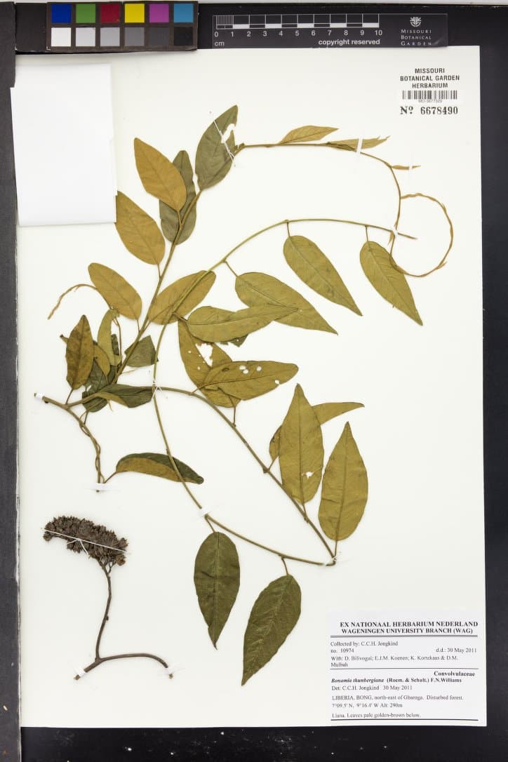 Bonamia thunbergiana