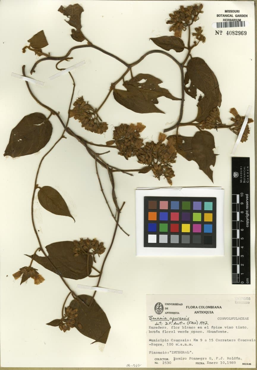 Bonamia leonii