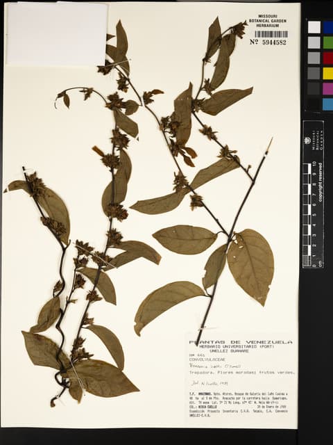 Bonamia holtii