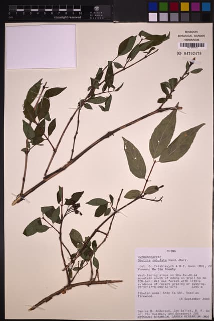 Deutzia subulata